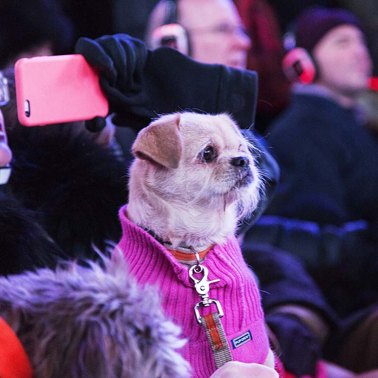 Heart of a Dog: Concert for Dogs