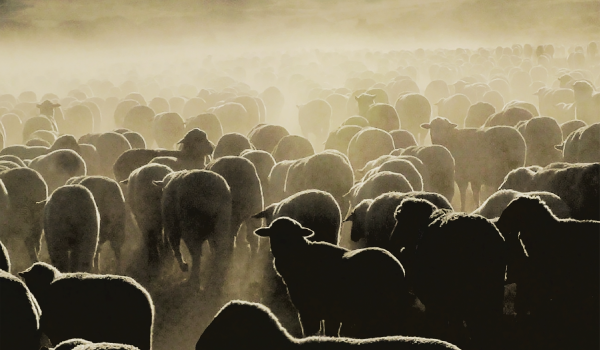 Counting Sheep release