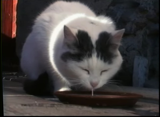Screencap of Busi (Kitty) by Peter Fischli and David Weiss, showing a white and black cat lapping milk from a bowl