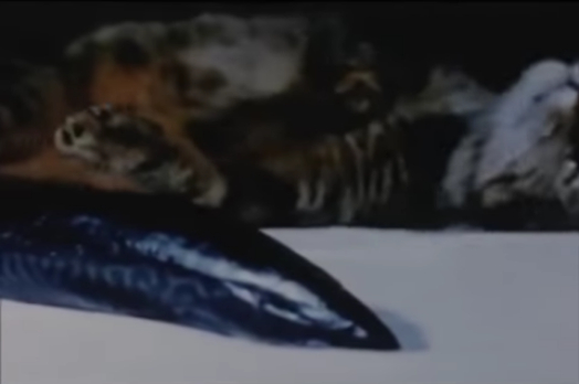 Screencap of Catfood by Joyce Wieland, showing a cat lying on a table behind a fish