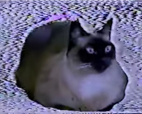 Screencap of Space Loaf by Sarah Zucker, showing a startled-looking cat sitting with paws tucked underneath it in front of a staticky background